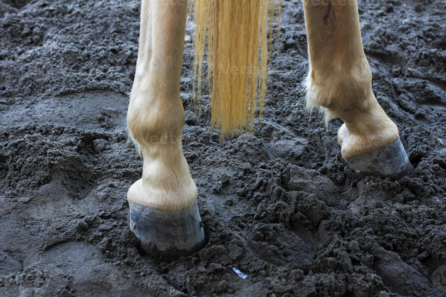 Horse riding at tourist attractions photo