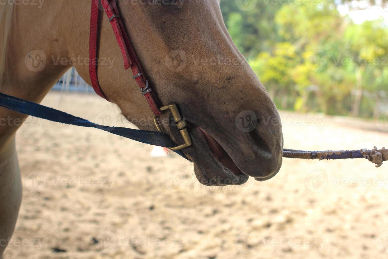 Horse riding at tourist attractions photo