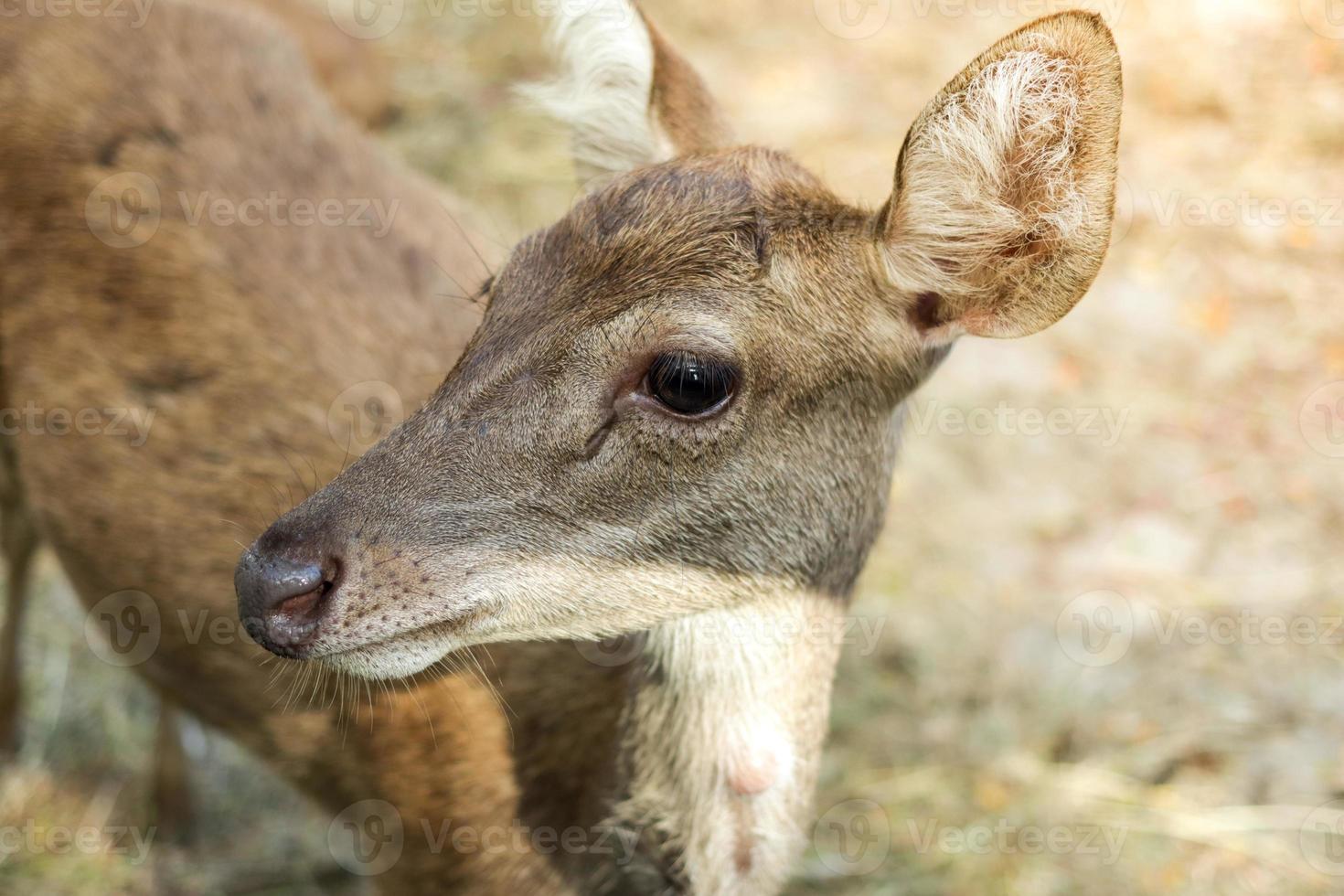 deer in the zoo park photo