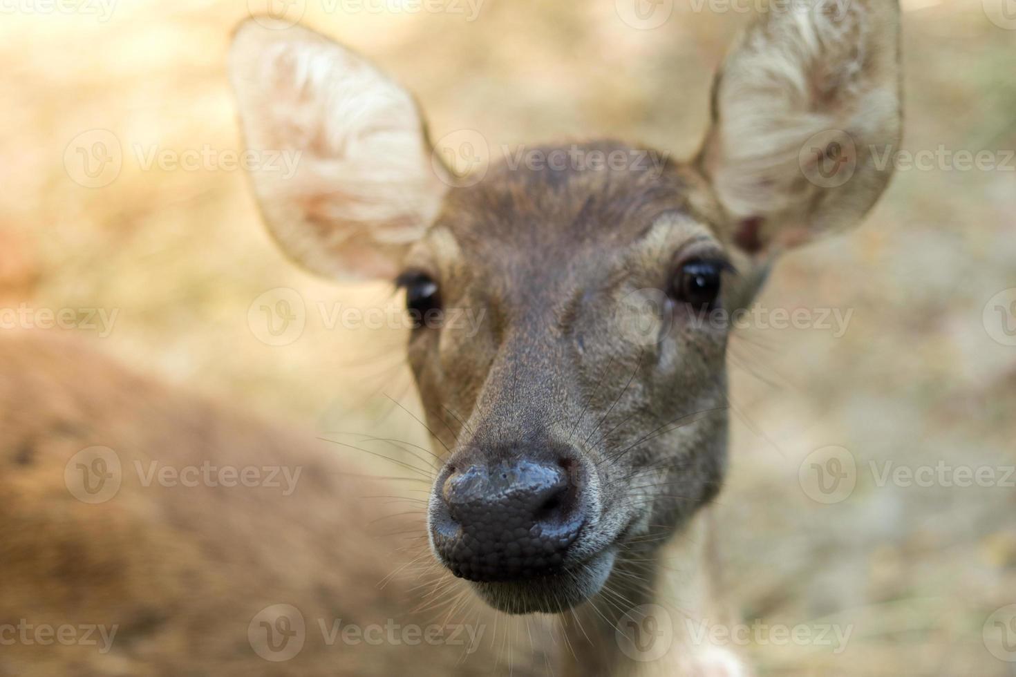 deer in the zoo park photo