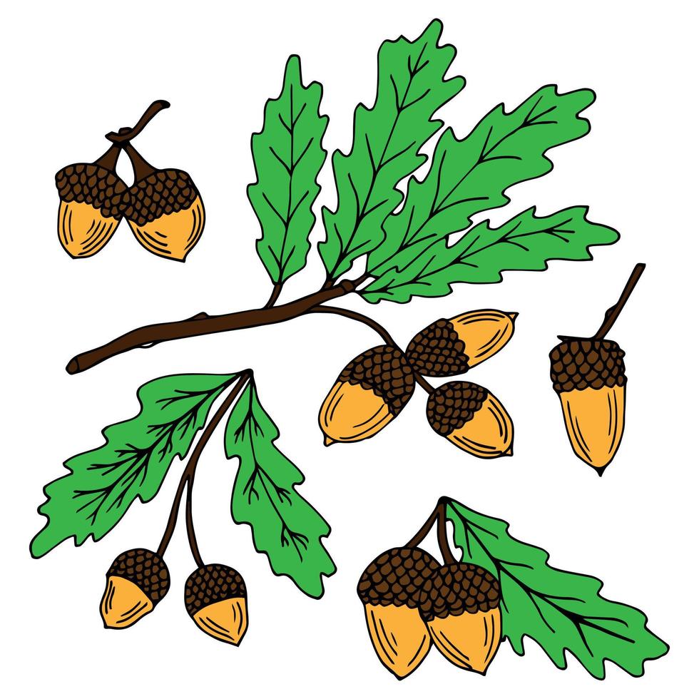 Vector autumn set with yellow oak leaves and acorns. Oak branch, leaf and acorn. Cute autumn collection. Fall.