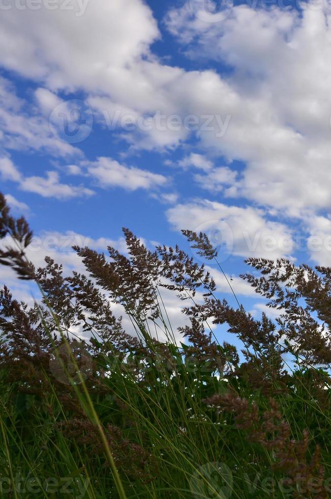 A lot of stems from green reeds grow from the river water under the cloudy blue sky. Unmatched reeds with long stems photo