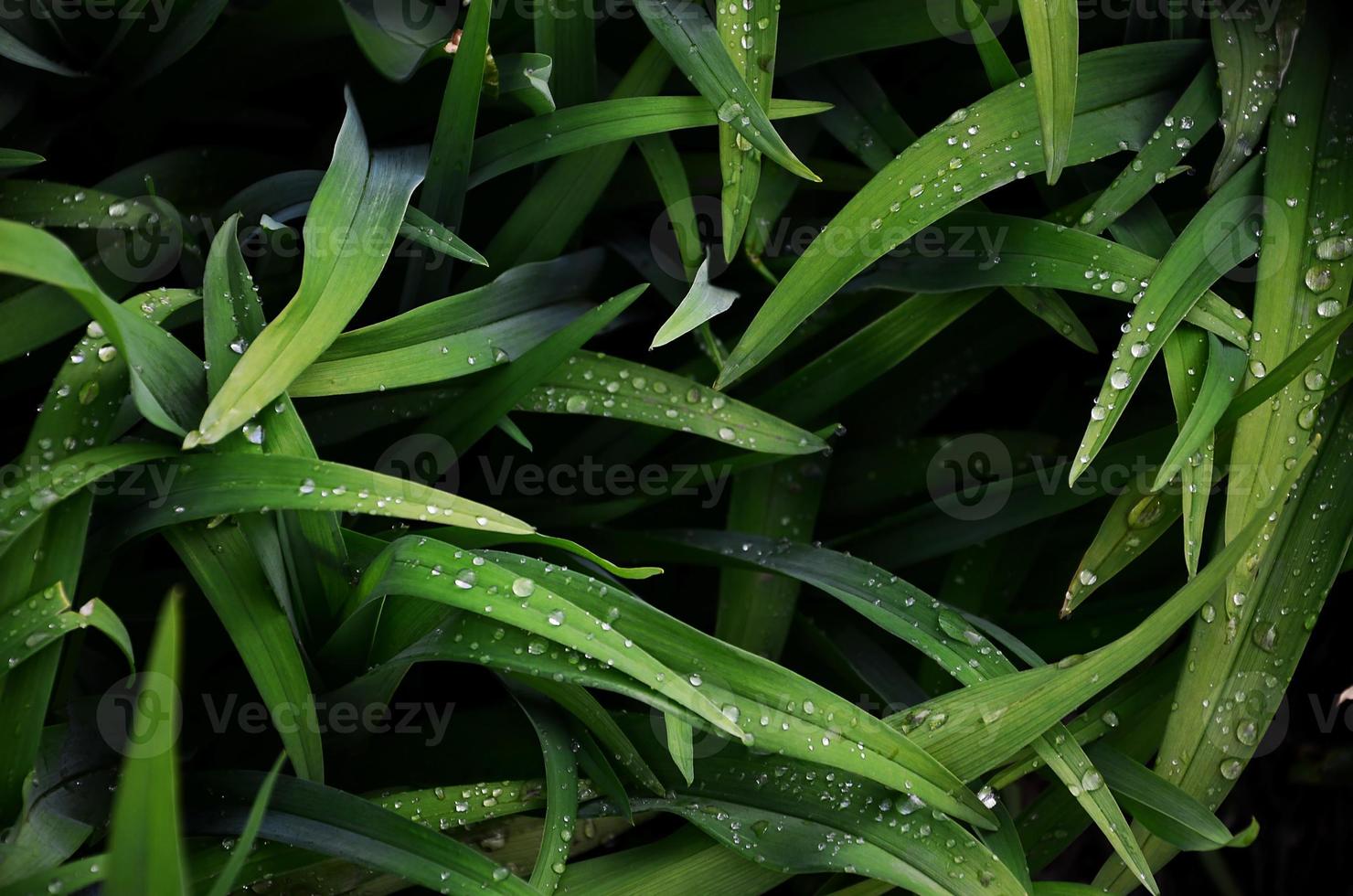 Close-up shot of dense grassy stems with dew drops. Macro shot of wet grass as background image for nature concept photo