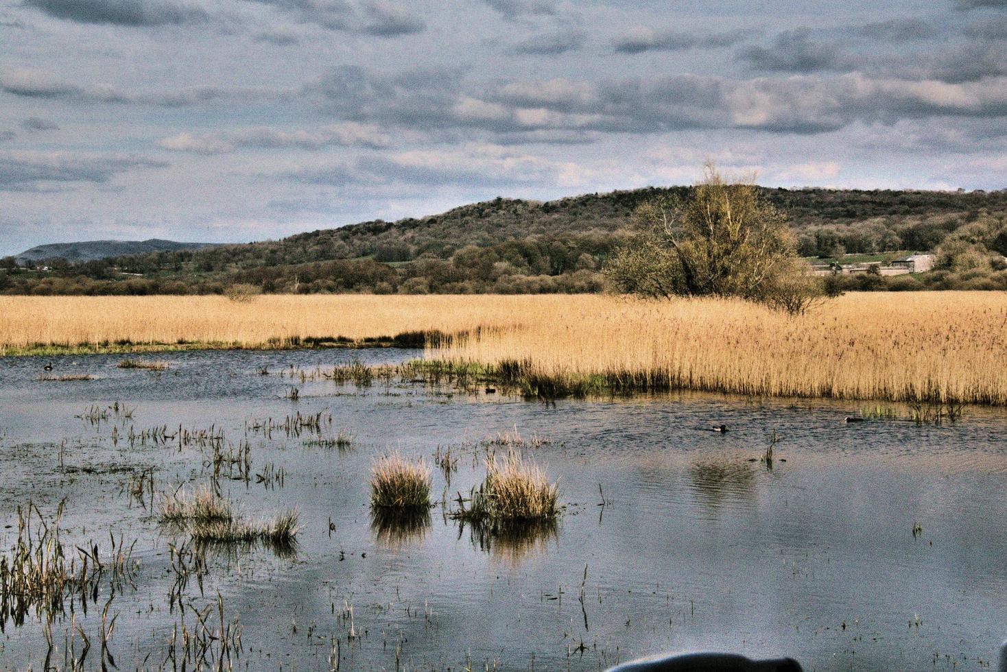 una vista de la reserva natural de leighton moss foto