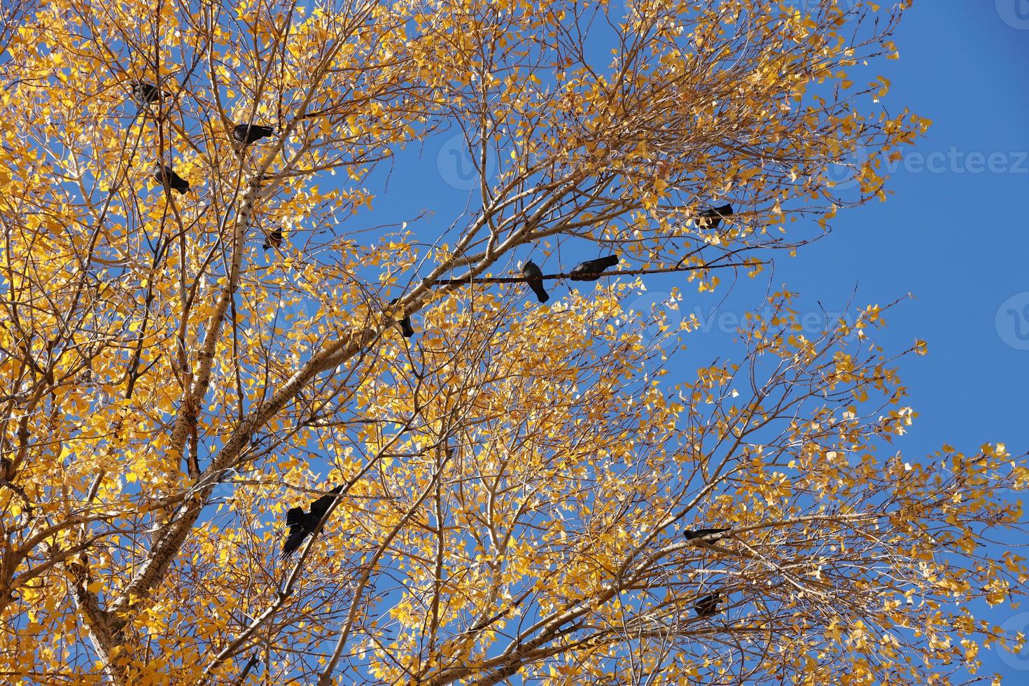 Many black birds sits on the branches of tall autumn tree with yellow leaves against sky background photo