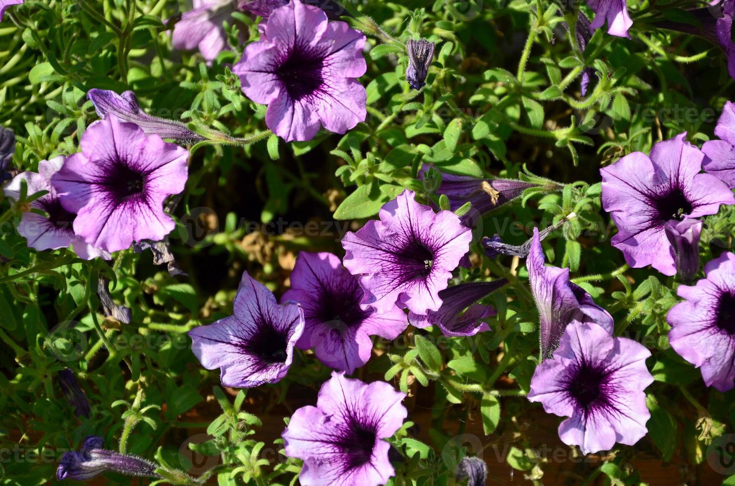 Flowerbed with multicoloured purple and violet petunias. Macro shot of beautiful colourful petunia Petunia hybrida flowers photo