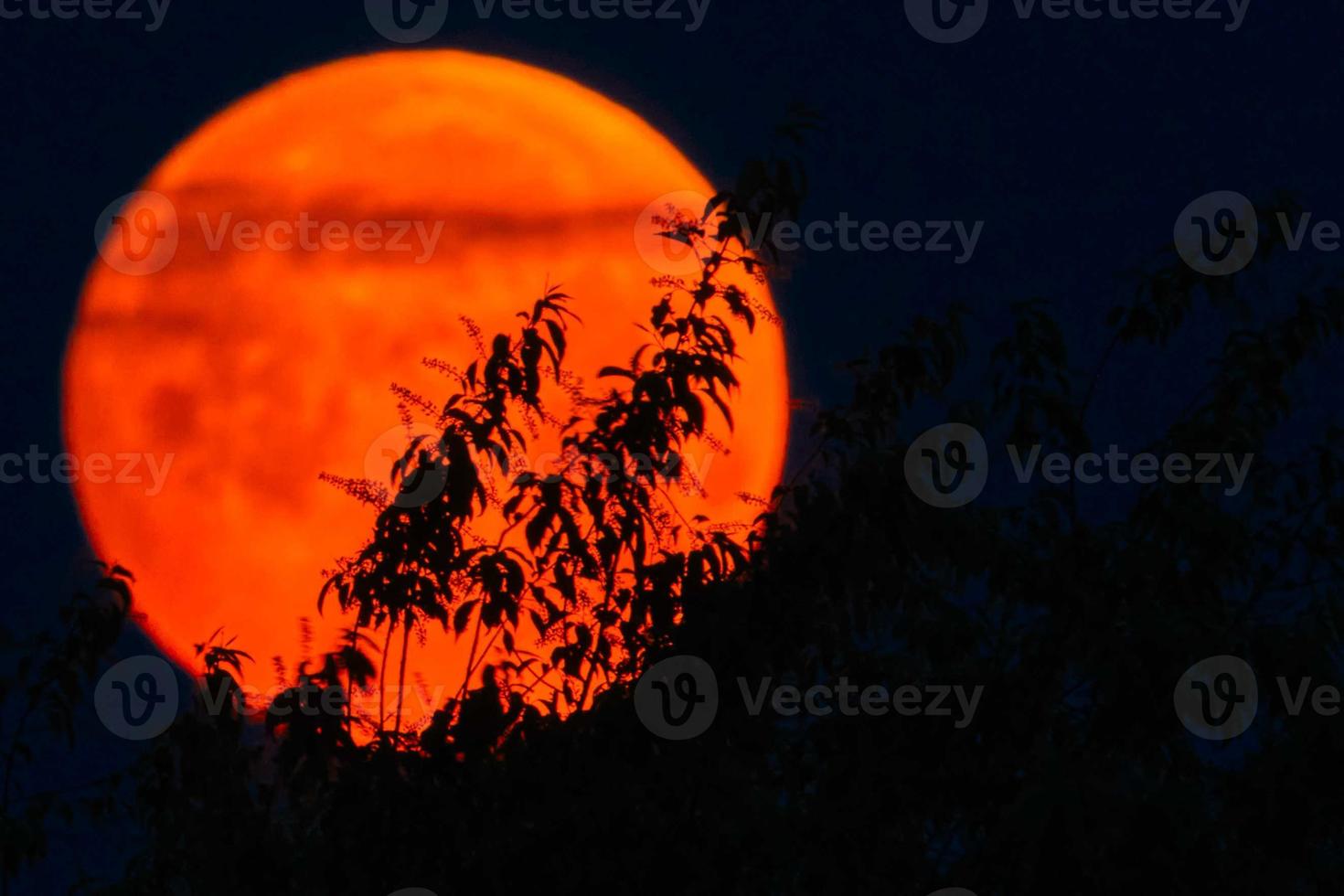 Silhouette of black cherry blooms with the flower blood full moon in May shortly before the lunar eclipse with red color as a background photo