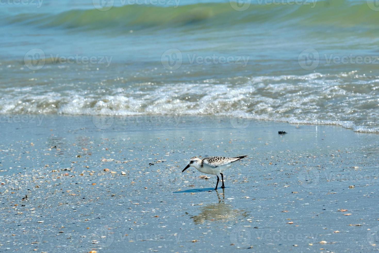 A sanderling searches for food among the broken seashells in Myrtle Beach South Carolina photo