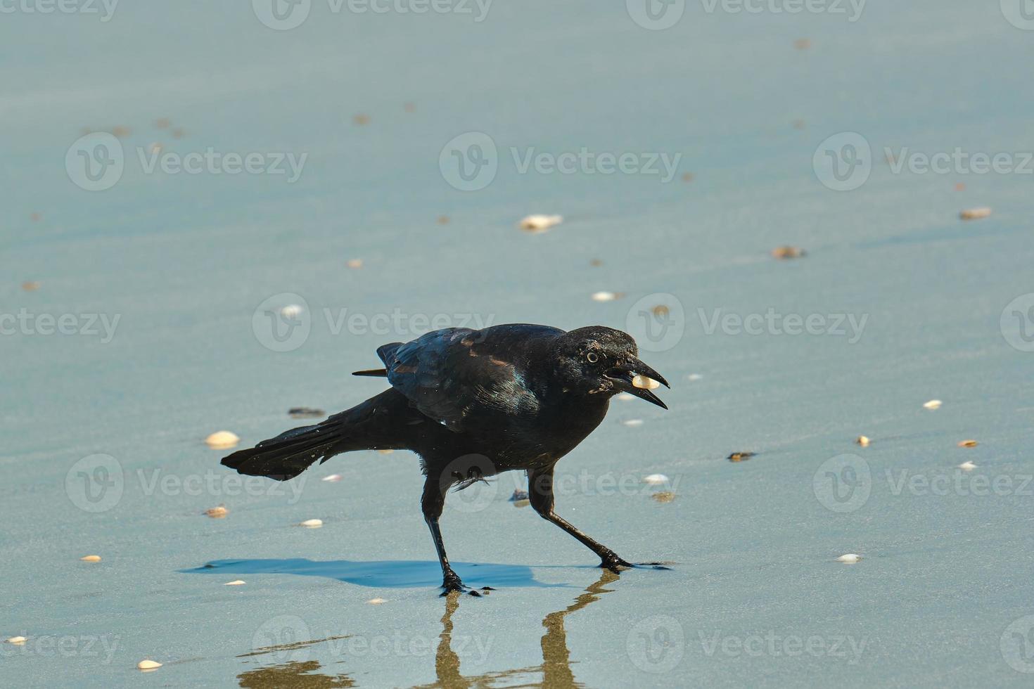 Male boat tailed grackle on the beach searching for food in Myrtle Beach South Carolina photo