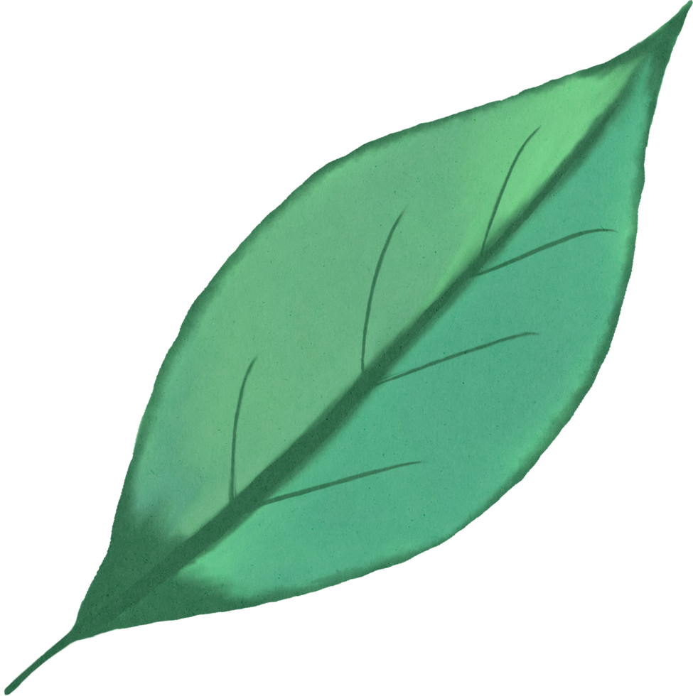 watercolour green leaf png