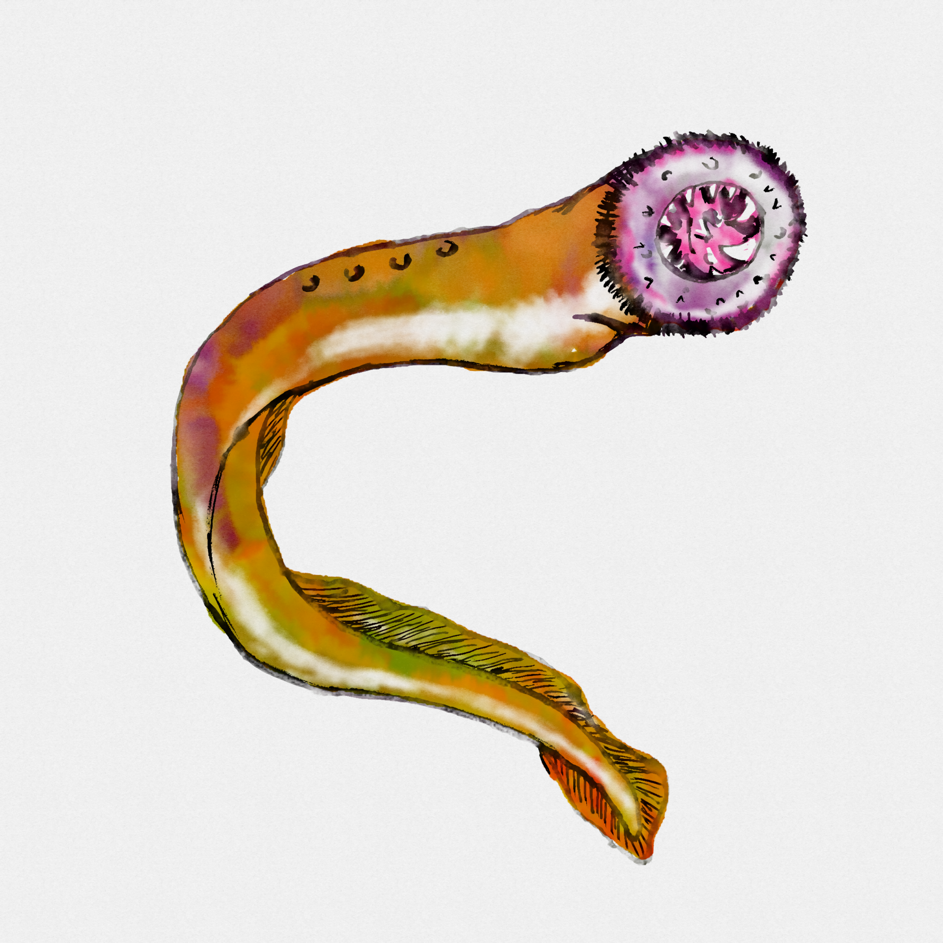 Pacific Lamprey Entosphenus Tridentatus ThreeTooth Lamprey or