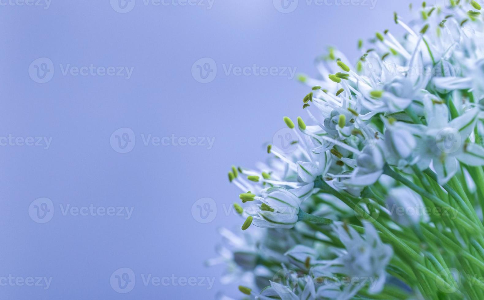 White flowers with green stamens close-up on a blue background with copy space. Selective focus photo