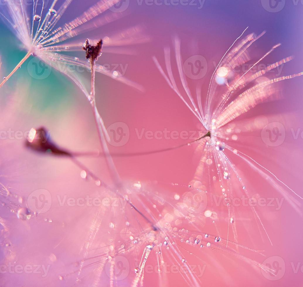Abstract pink purple background with fluffy flower dandelion in drops of water close up poster design, botanical macro photography, achenes or seeds of dandelion photo