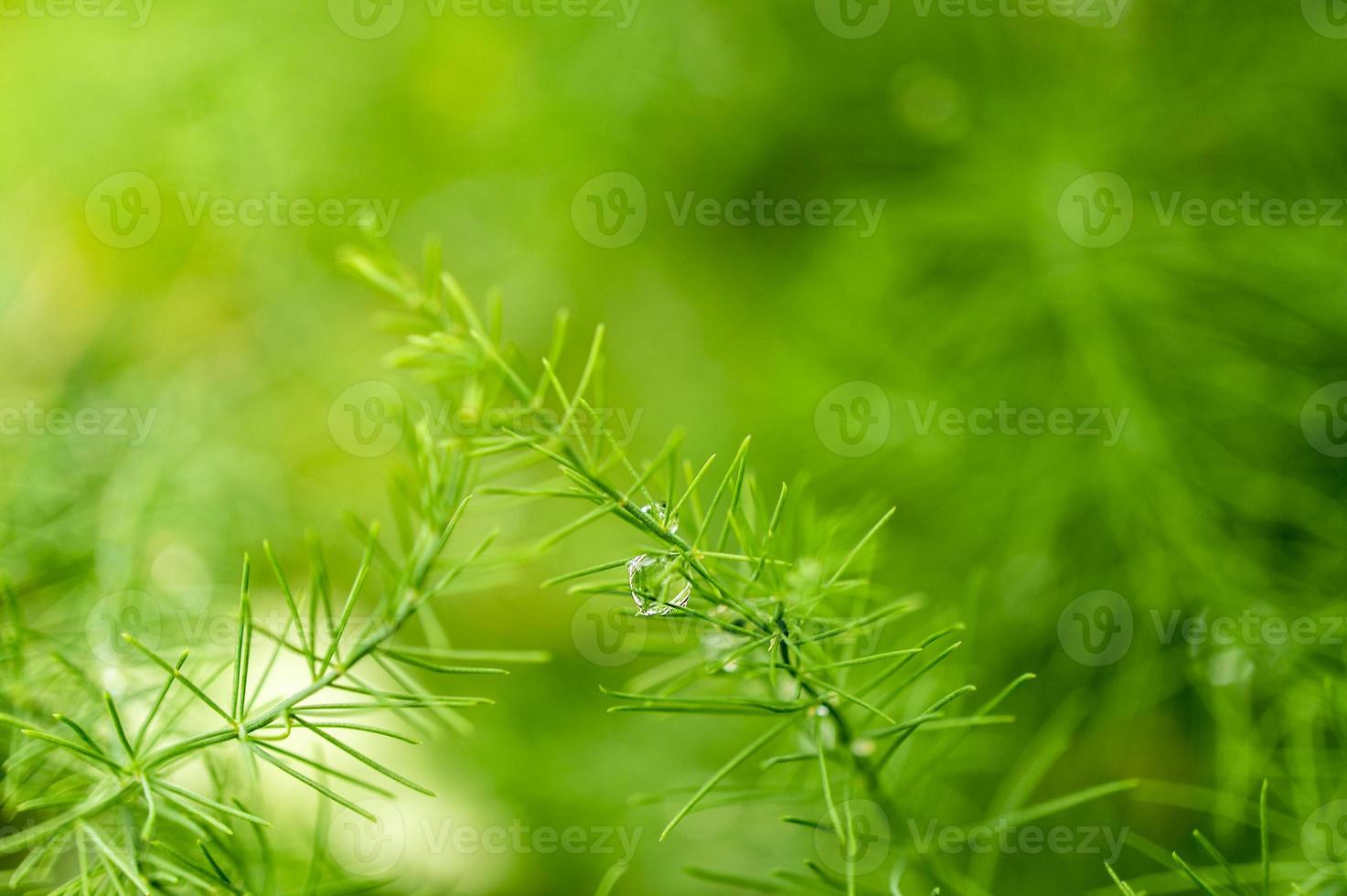 hierba verde después de la lluvia en el bosque sobre un fondo natural borroso. foto