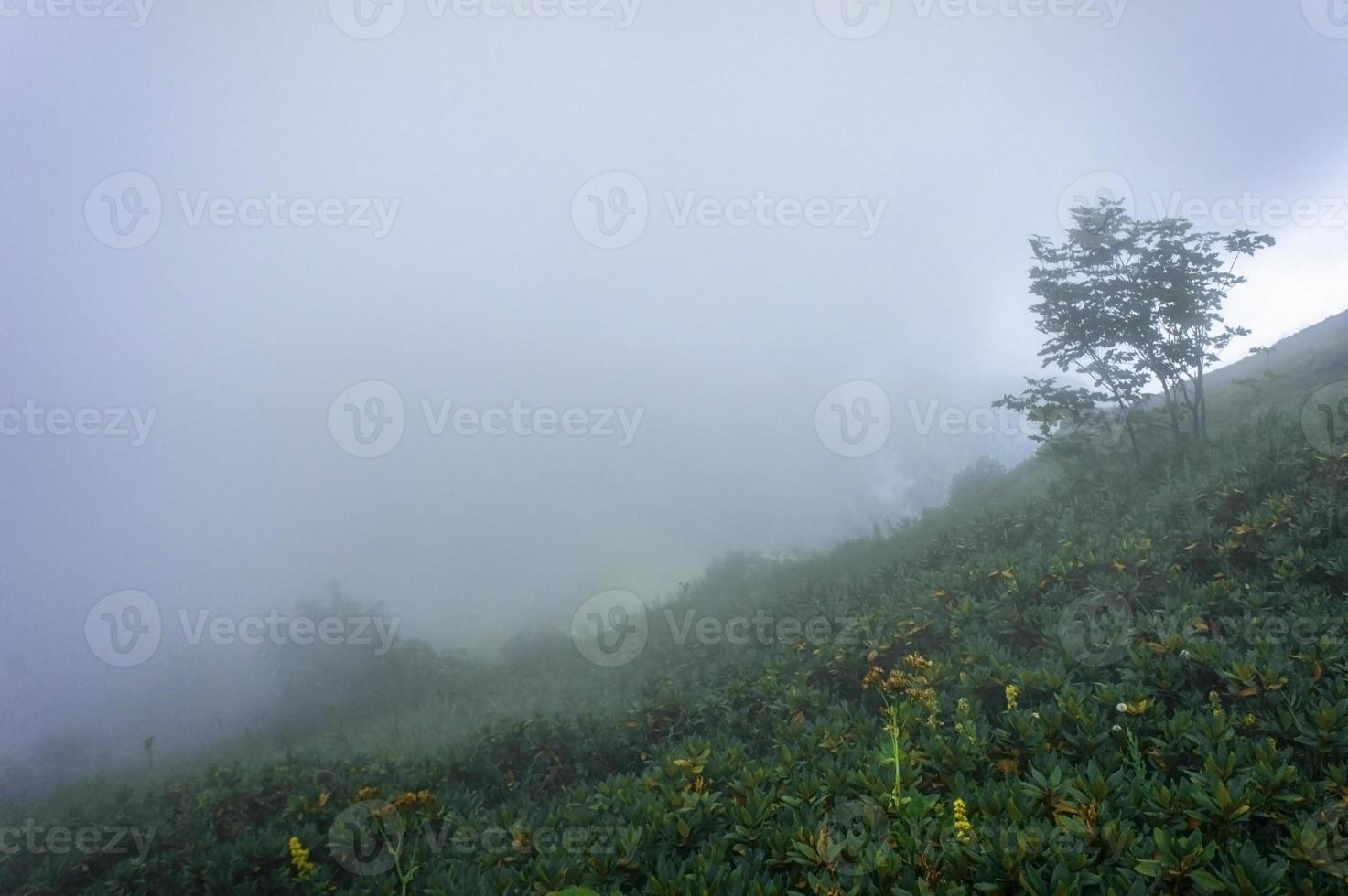 Mountain landscape with thickets of rhododendron in the Caucasus mountains in the fog photo