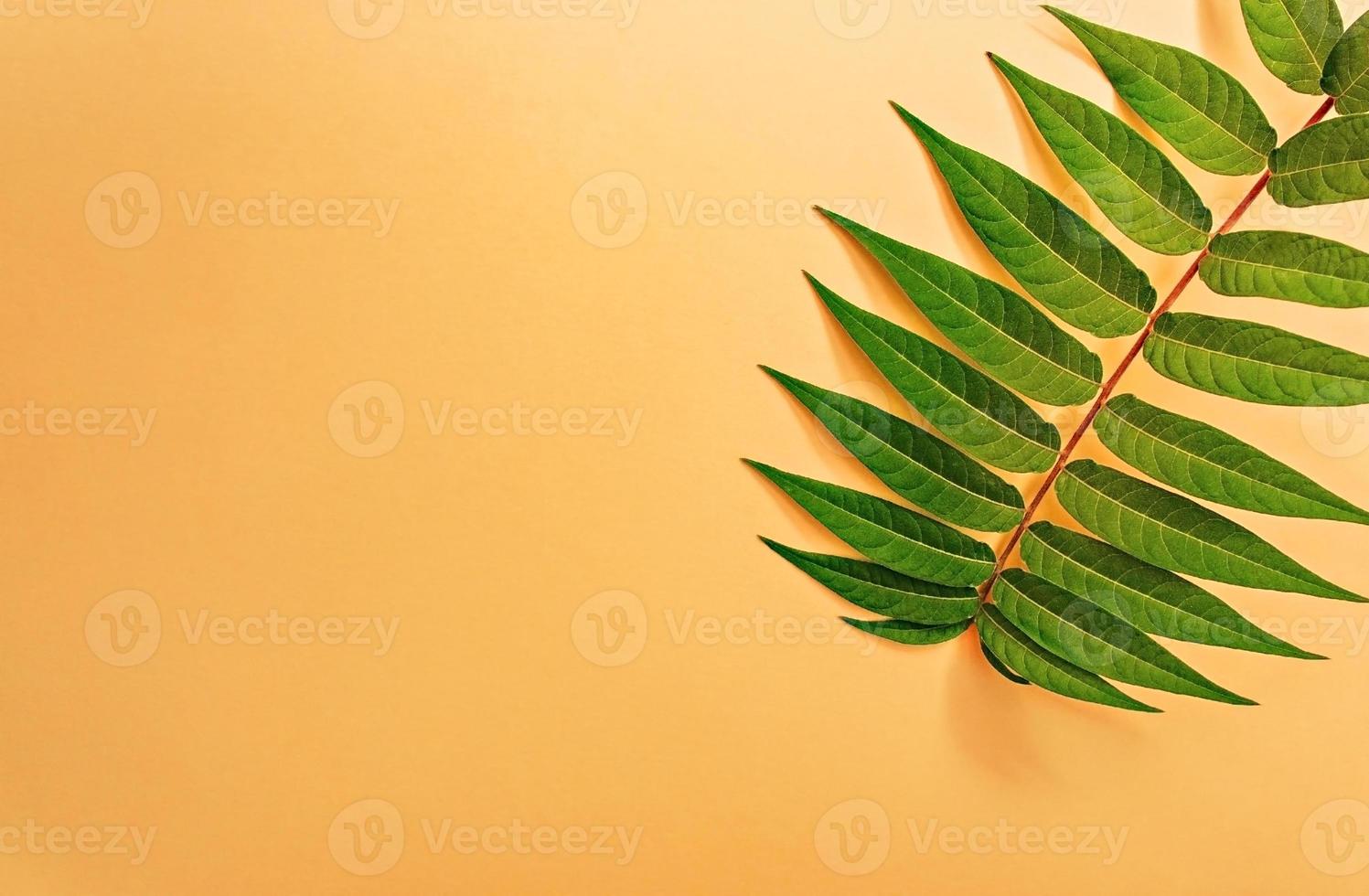 Light orange background with a green twig with leaves from the edge