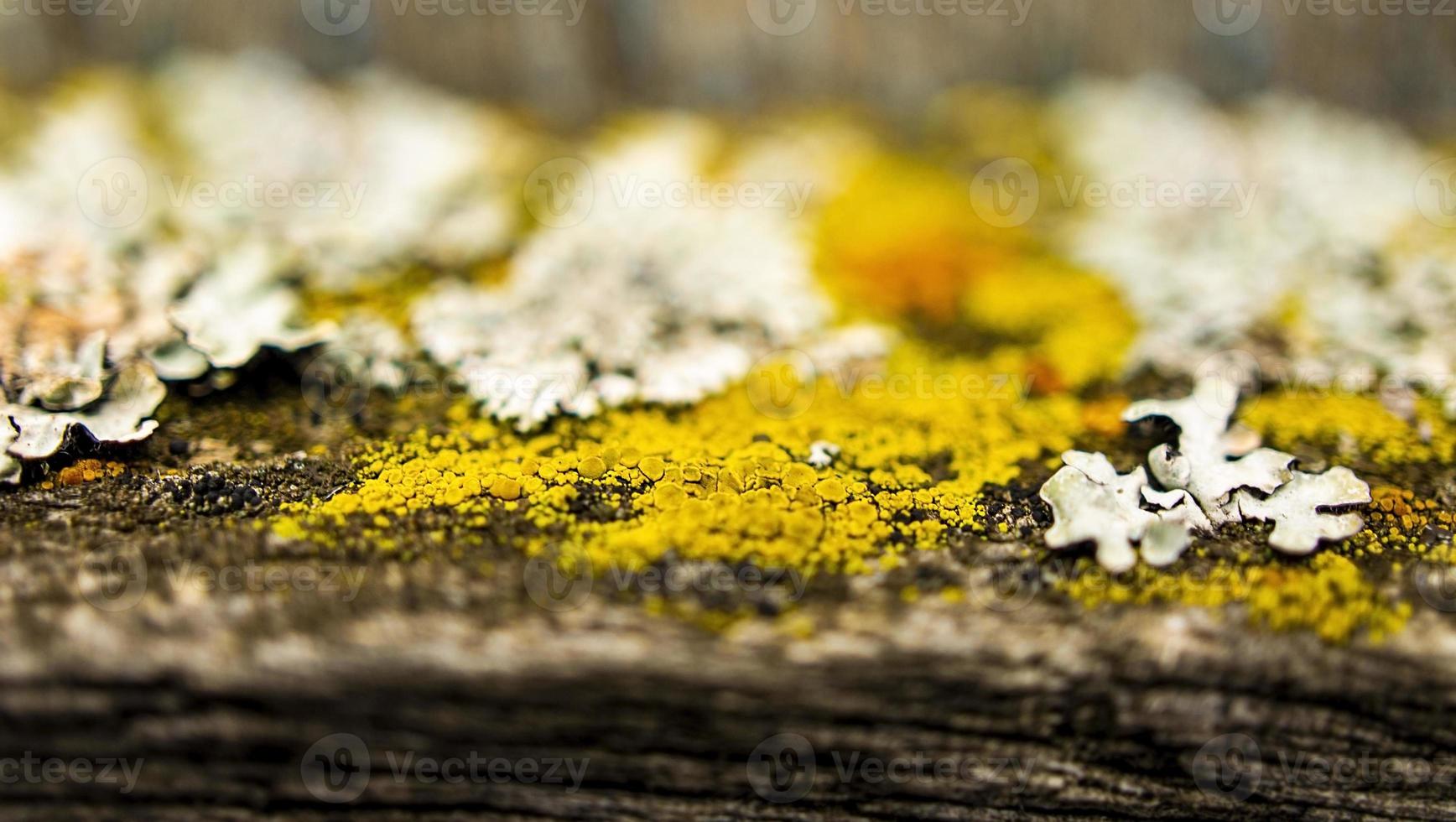 Natural background of multicolored lichens close-up with selective focus. Copy space, pattern, abstraction photo