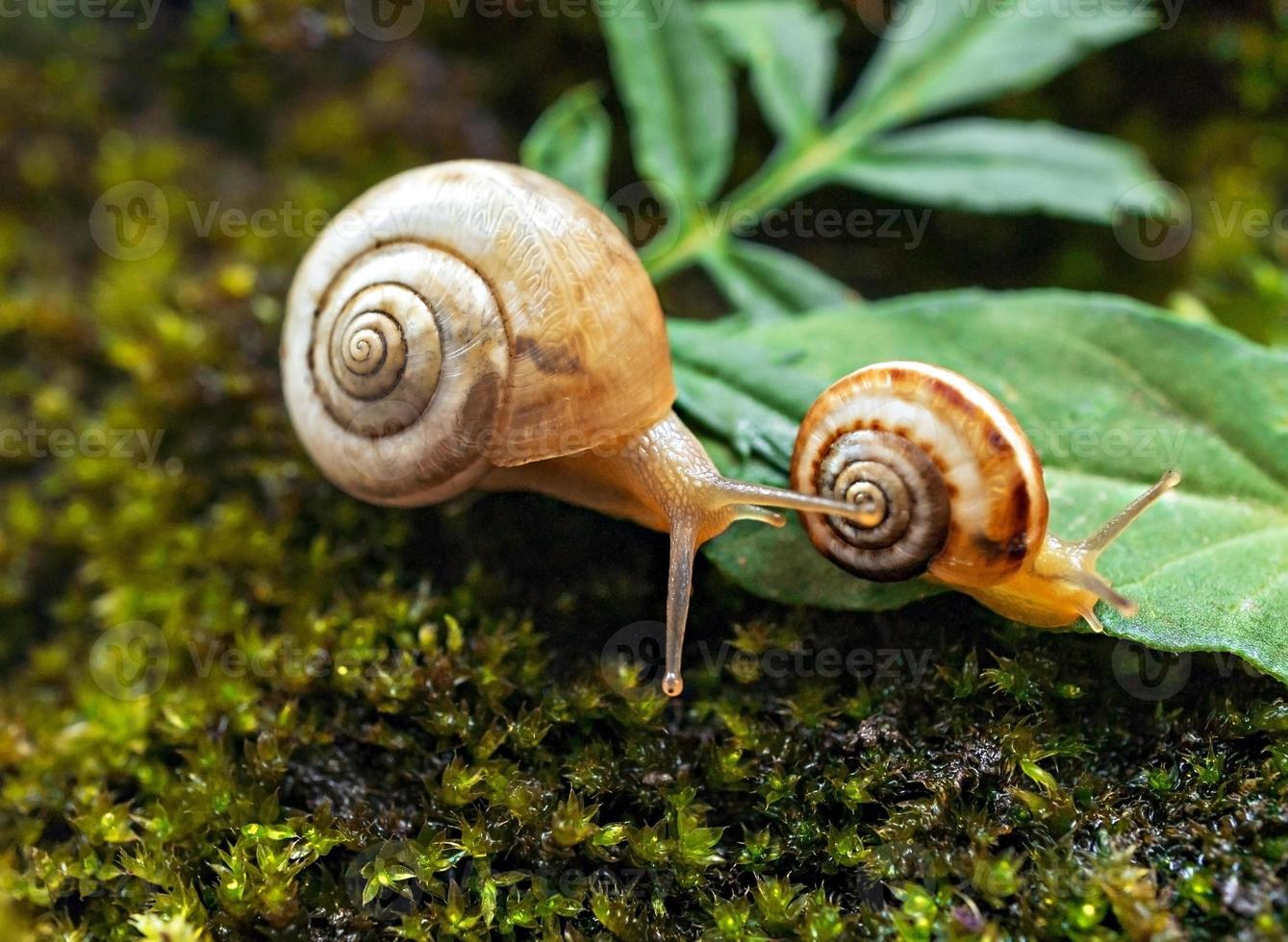 dos pequeños caracoles de uva se acercan a una hojarasca de bosque verde. concepto romántico foto