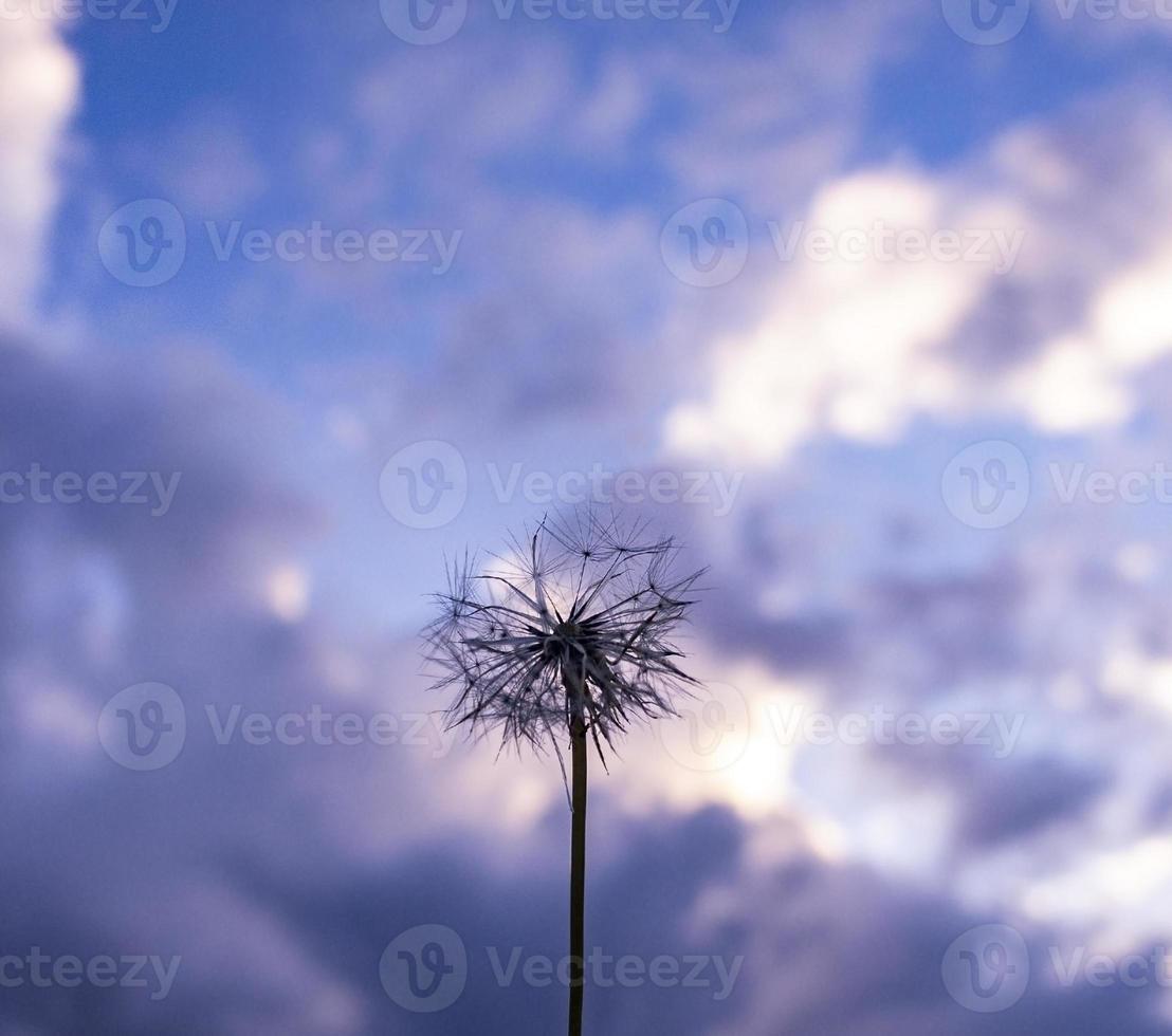 diente de león en el fondo del cielo nublado foto