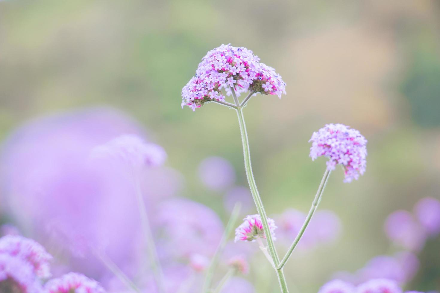 Purple verbena flower in the garden photo
