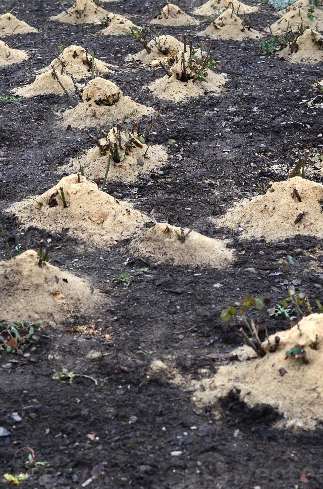 Mulching rose bushes. A lot of cropped rose bushes are strewn with