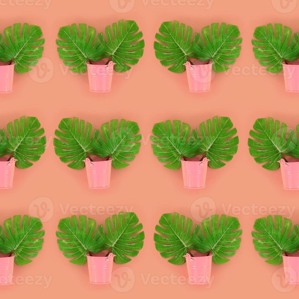 Tropical palm monstera leaves lies in a pastel pails on a colored background. Flat lay trendy minimal pattern. Top view photo
