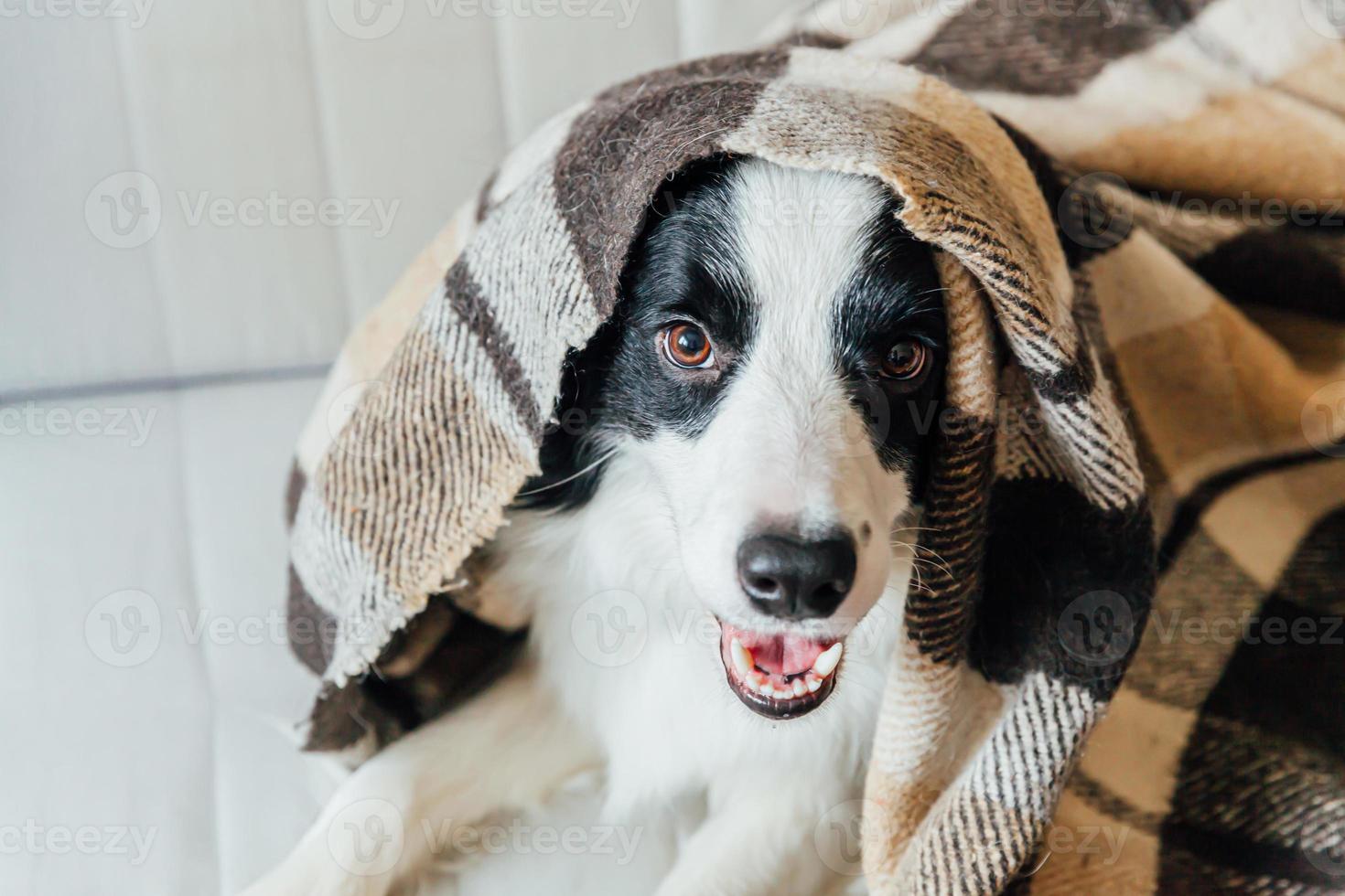 Funny puppy dog border collie lying on couch under plaid indoors. Lovely member of family little dog at home warming under blanket in cold fall autumn winter weather. Pet animal life concept. photo