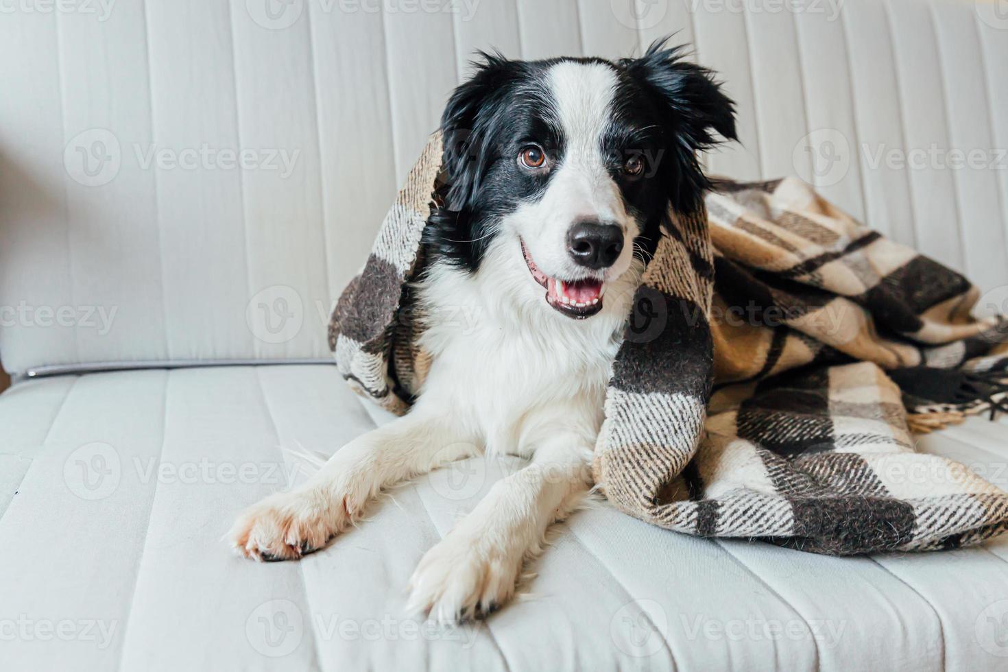 Funny puppy dog border collie lying on couch under plaid indoors. Lovely member of family little dog at home warming under blanket in cold fall autumn winter weather. Pet animal life concept. photo