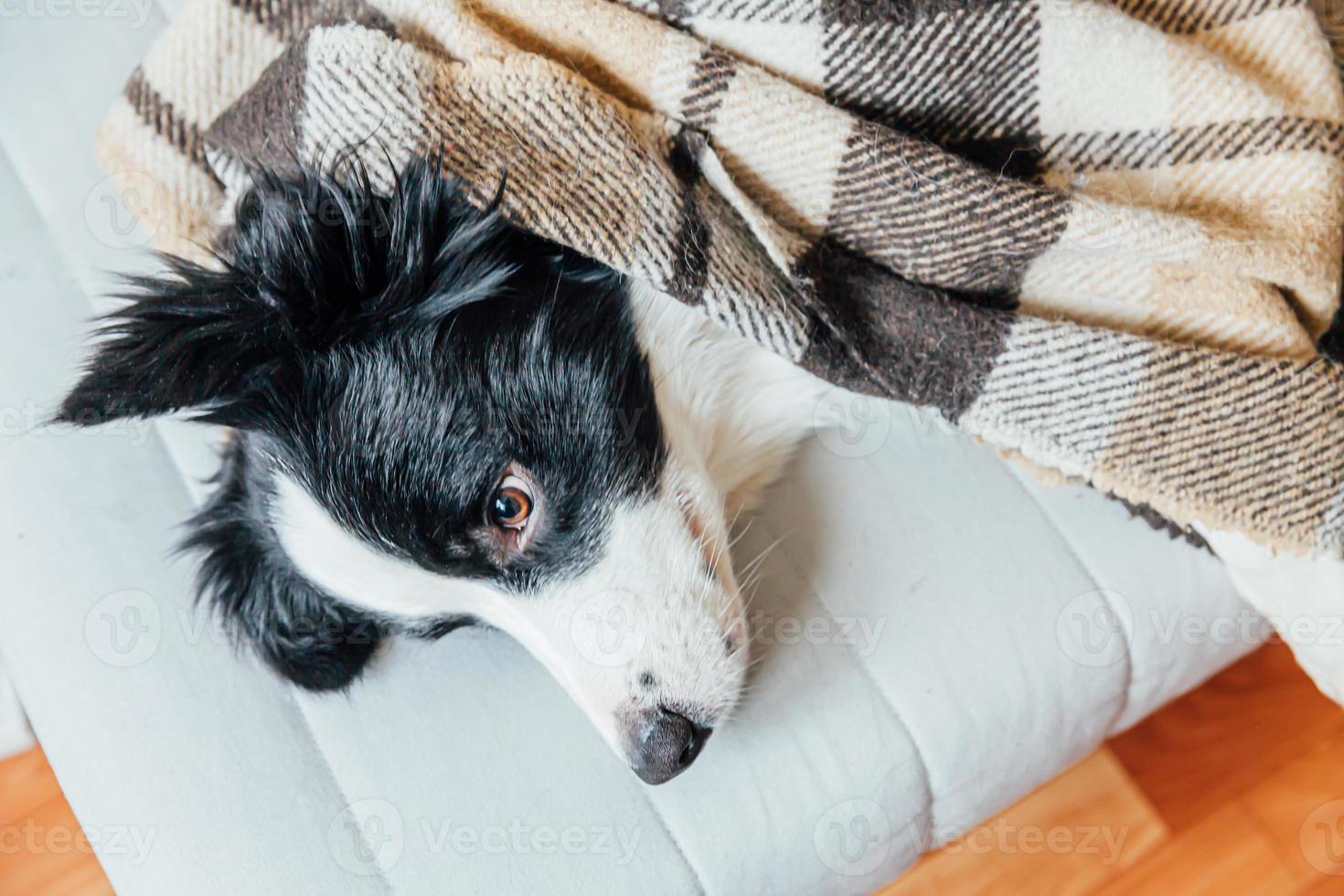 Funny puppy dog border collie lying on couch under plaid indoors. Lovely member of family little dog at home warming under blanket in cold fall autumn winter weather. Pet animal life concept. photo