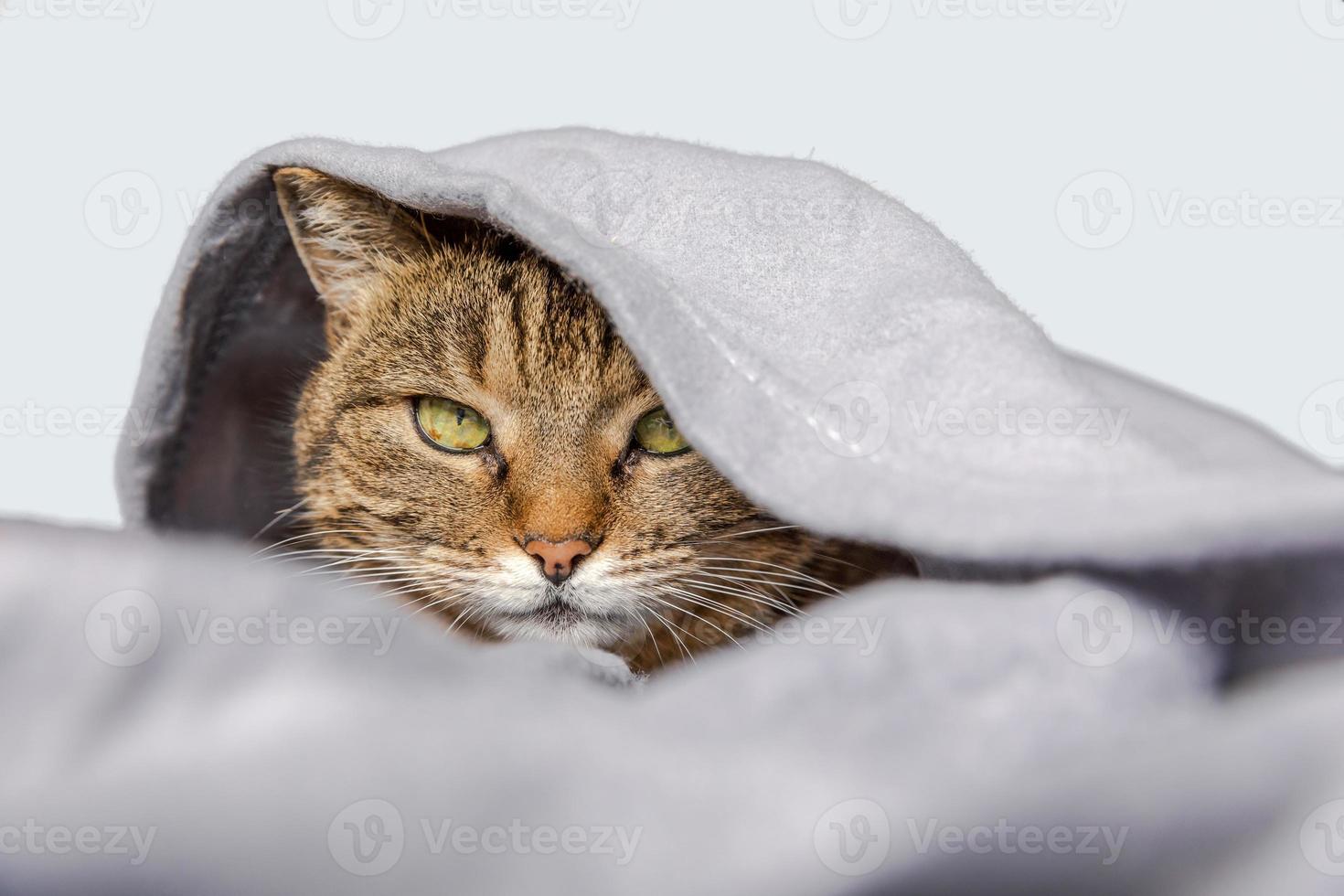 Funny domestic tabby cat lying on couch under plaid on white background. Kitten resting keeping warm hiding under blanket in cold fall autumn winter weather. Pet animal life Hygge mood concept. photo