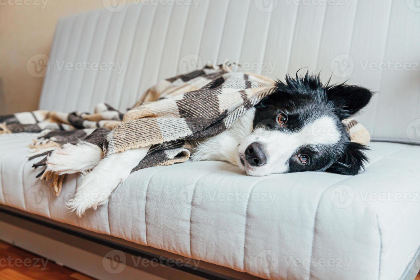 Funny puppy dog border collie lying on couch under plaid indoors. Lovely member of family little dog at home warming under blanket in cold fall autumn winter weather. Pet animal life concept. photo