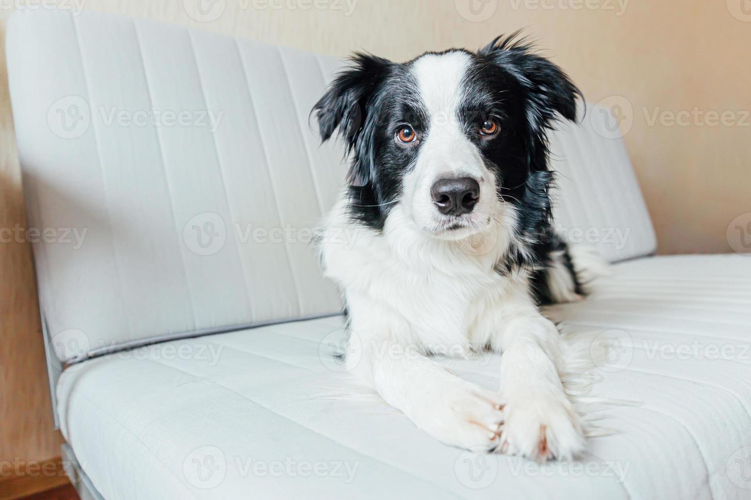 Funny portrait of cute smiling puppy dog border collie on couch indoors. New lovely member of family little dog at home gazing and waiting. Pet care and animals concept. photo