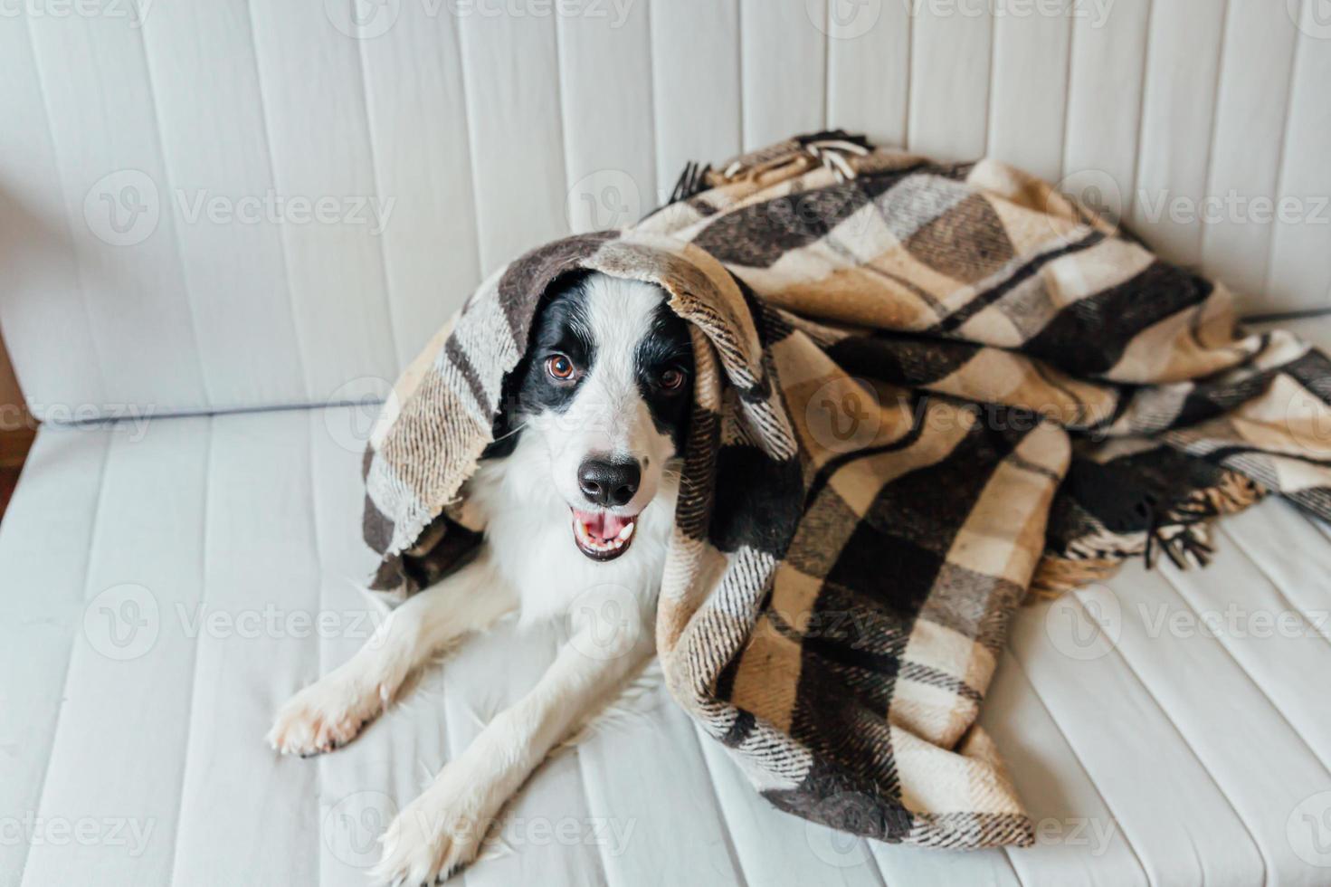 Funny puppy dog border collie lying on couch under plaid indoors. Lovely member of family little dog at home warming under blanket in cold fall autumn winter weather. Pet animal life concept. photo