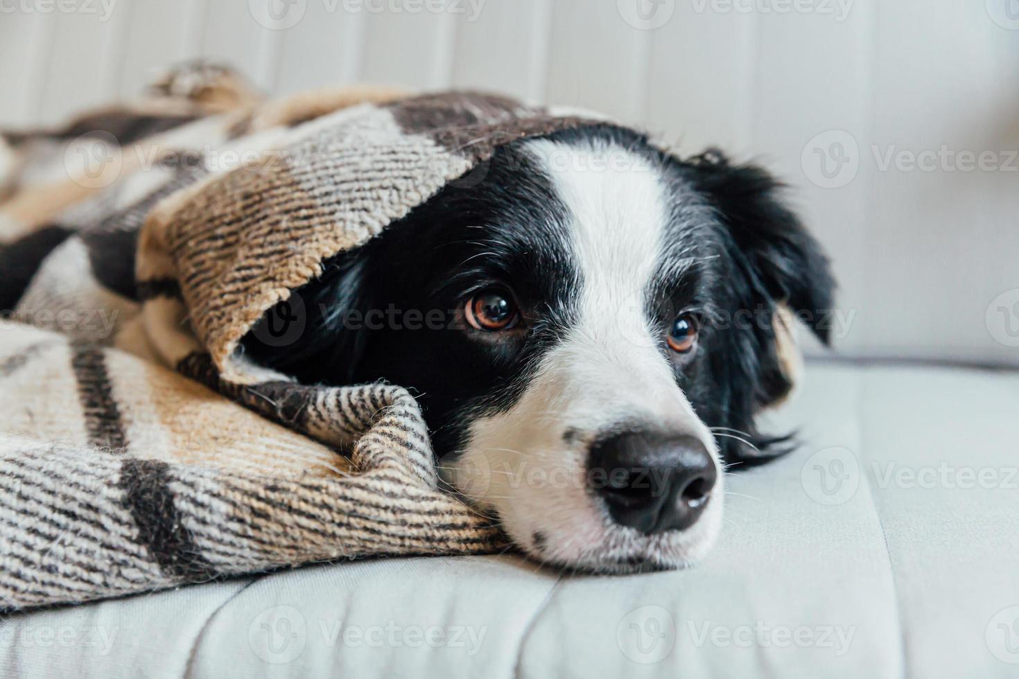 Funny puppy dog border collie lying on couch under plaid indoors. Lovely member of family little dog at home warming under blanket in cold fall autumn winter weather. Pet animal life concept. photo