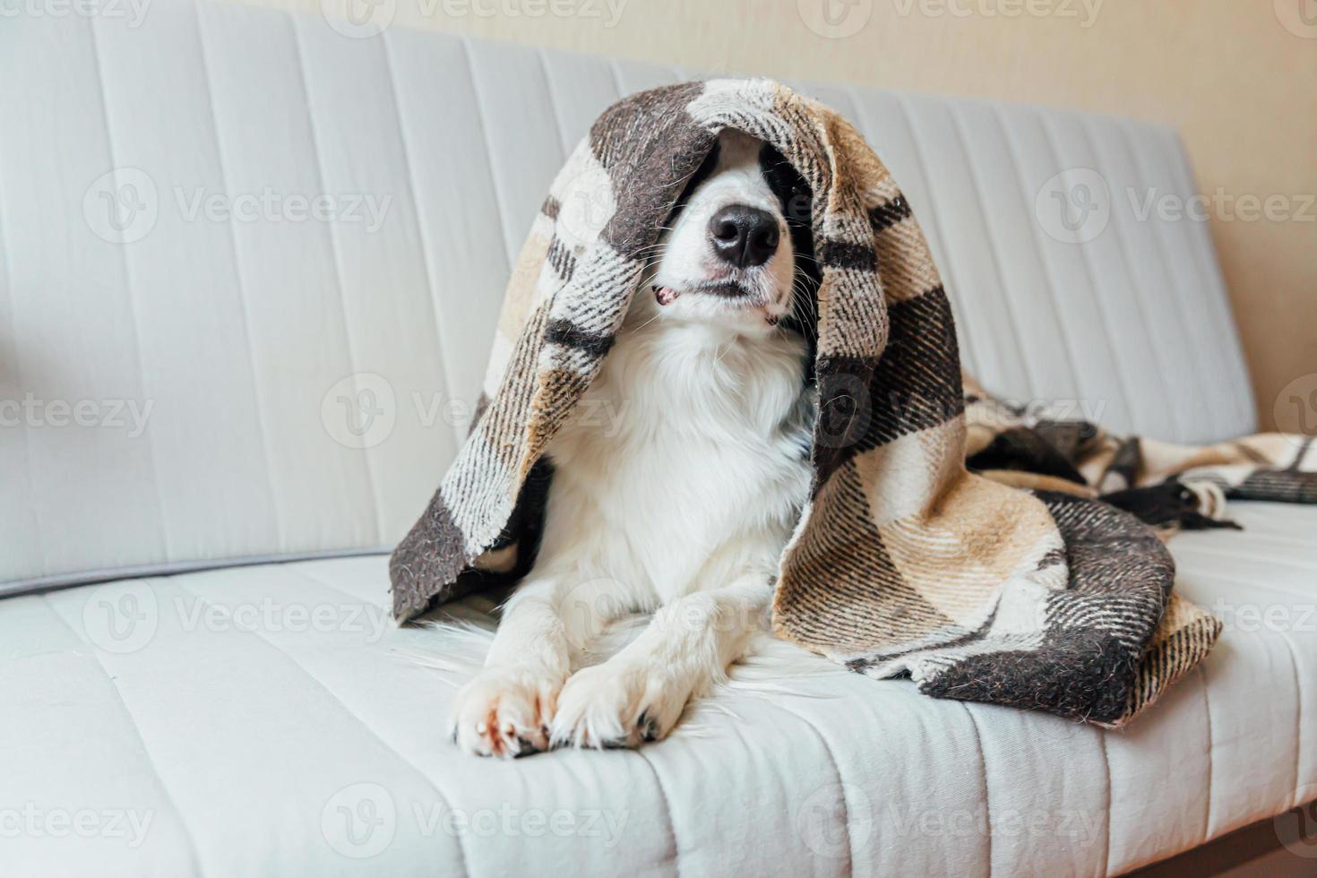 Funny puppy dog border collie lying on couch under plaid indoors. Lovely member of family little dog at home warming under blanket in cold fall autumn winter weather. Pet animal life concept. photo