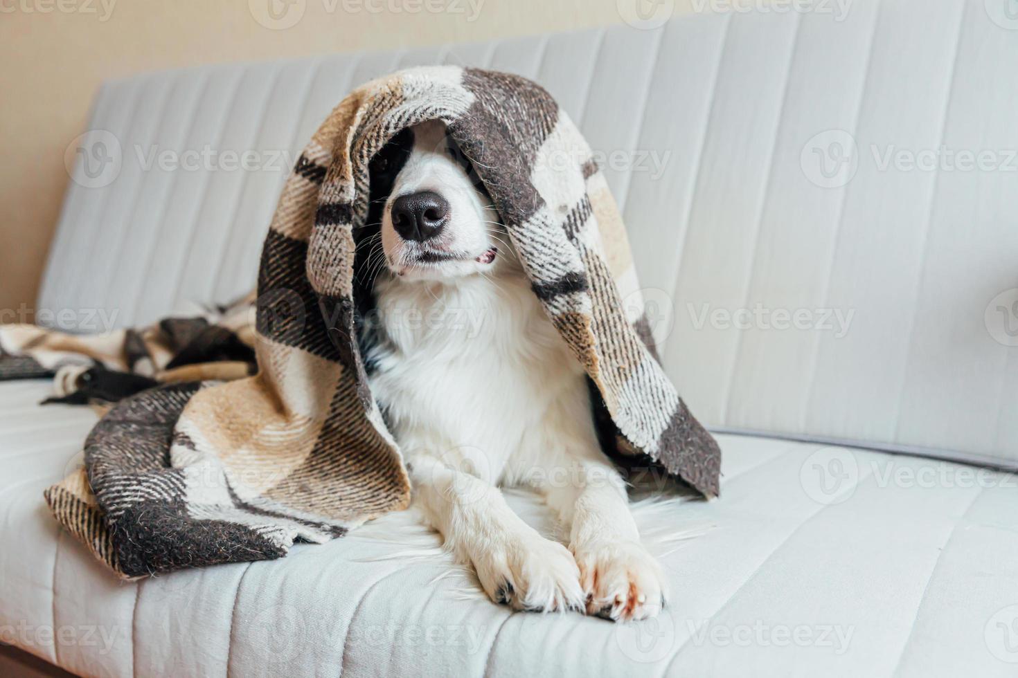 Funny puppy dog border collie lying on couch under plaid indoors. Lovely member of family little dog at home warming under blanket in cold fall autumn winter weather. Pet animal life concept. photo