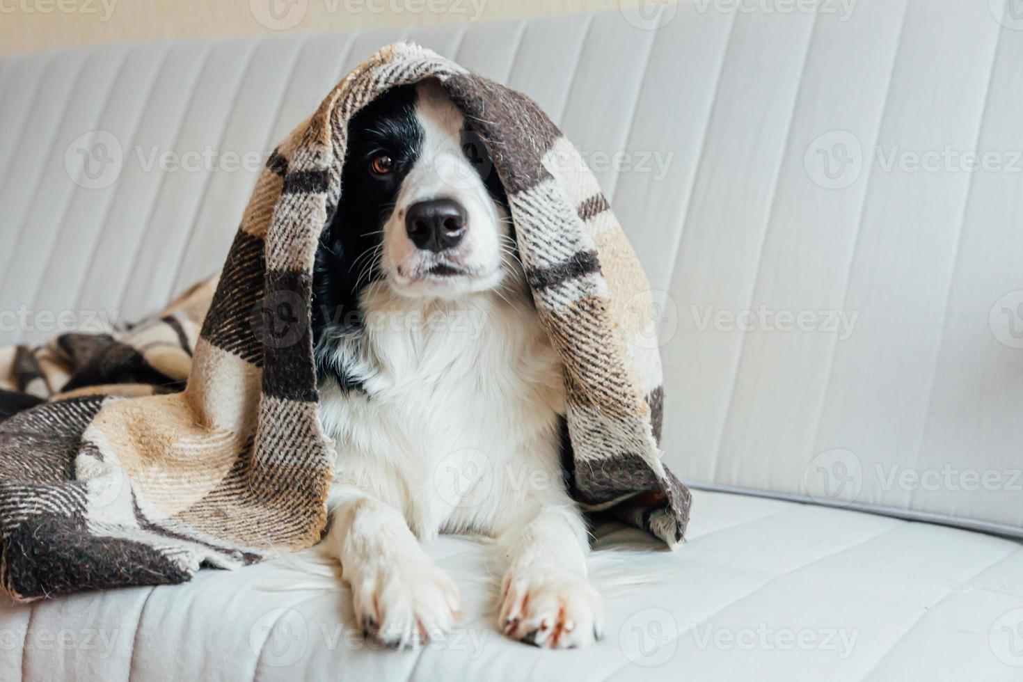 Gracioso cachorro border collie acostado en el sofá bajo el plaid en el interior. encantador miembro de la familia perrito en casa calentándose bajo una manta en el frío clima de otoño invierno. concepto de vida animal de compañía. foto