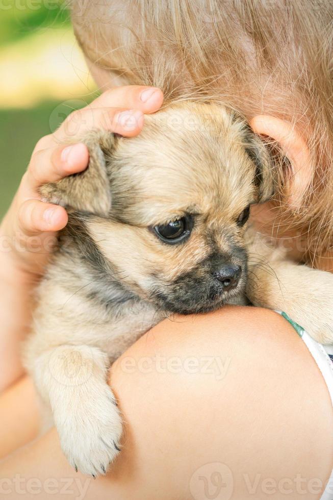 pequeño cachorro sentado en el hombro foto