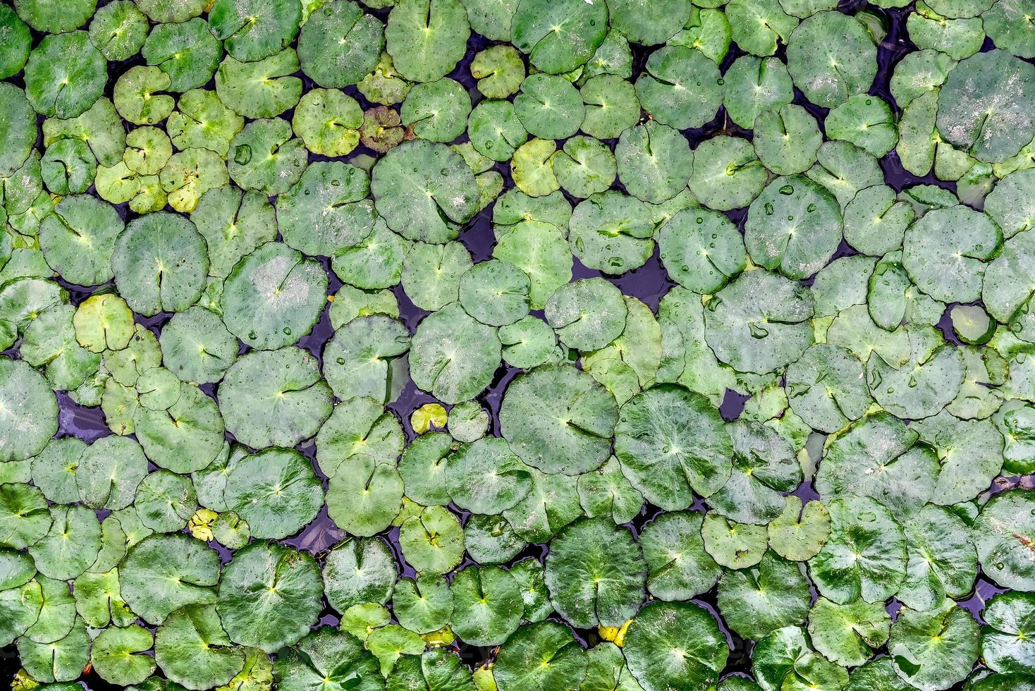 Top view of a lotus leaf on a pond with background photo
