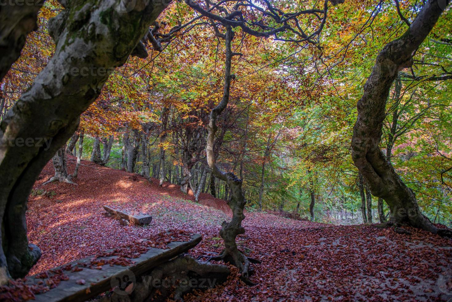 Trees with colorful leaves photo