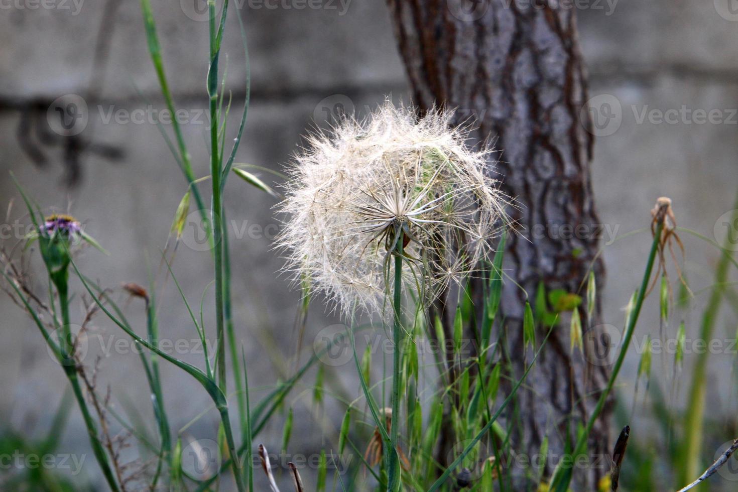 el diente de león florece en un claro del bosque. foto