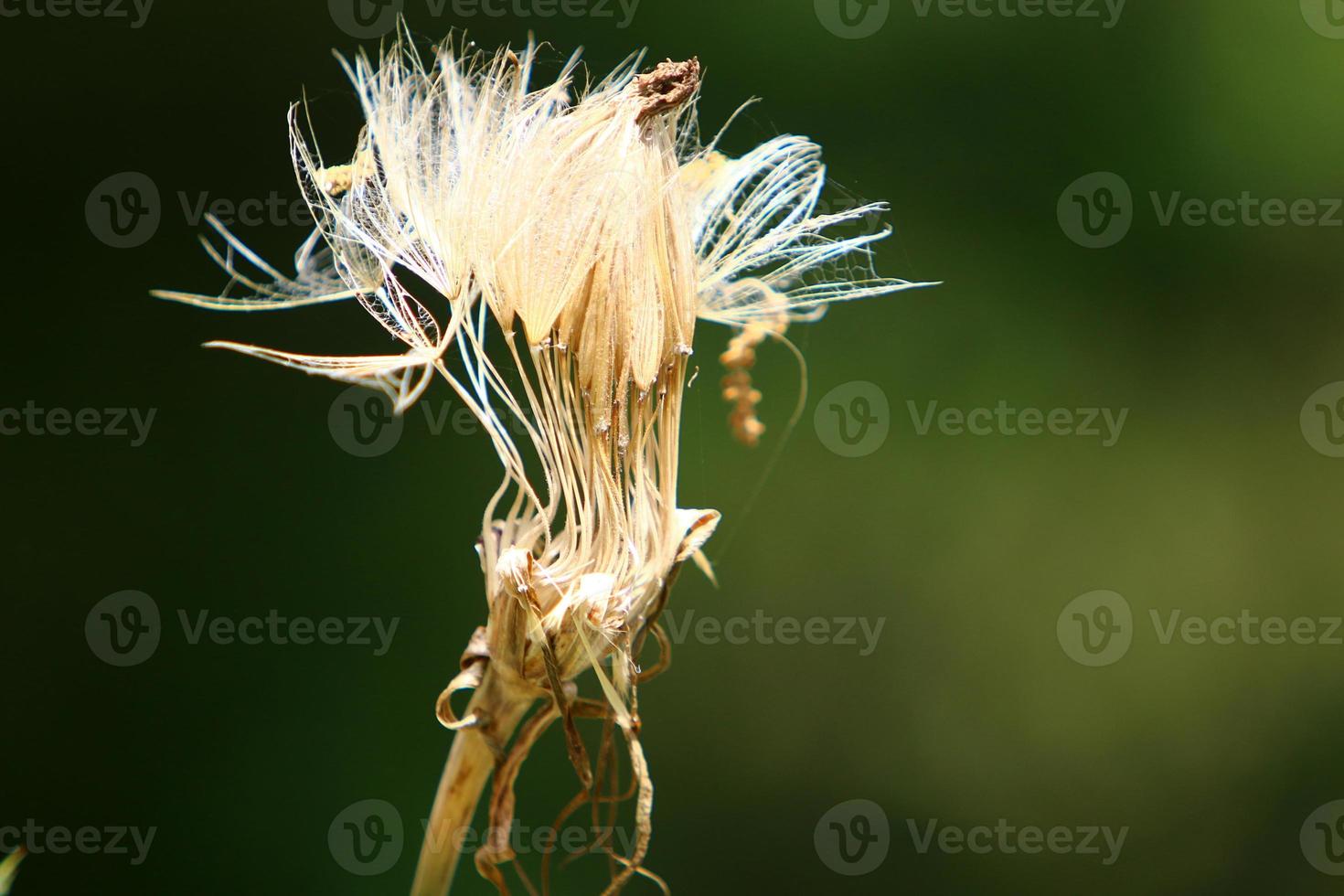 Dandelion blooms in a forest clearing. photo