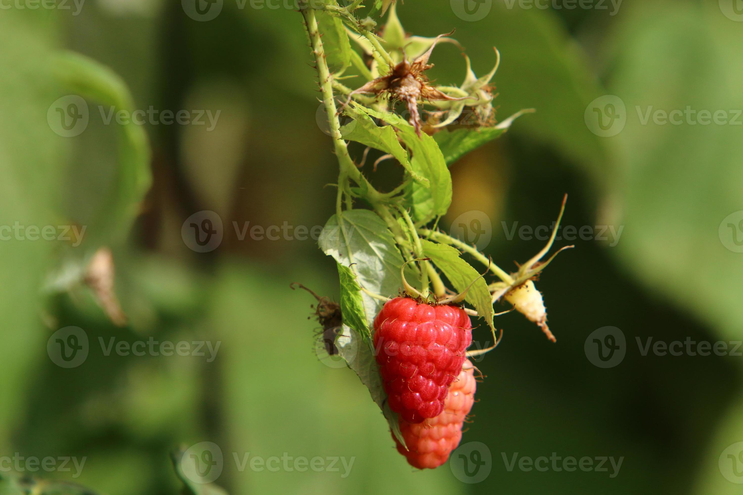 Raspberry bushes with ripe berries in the city park. 13257731 Stock