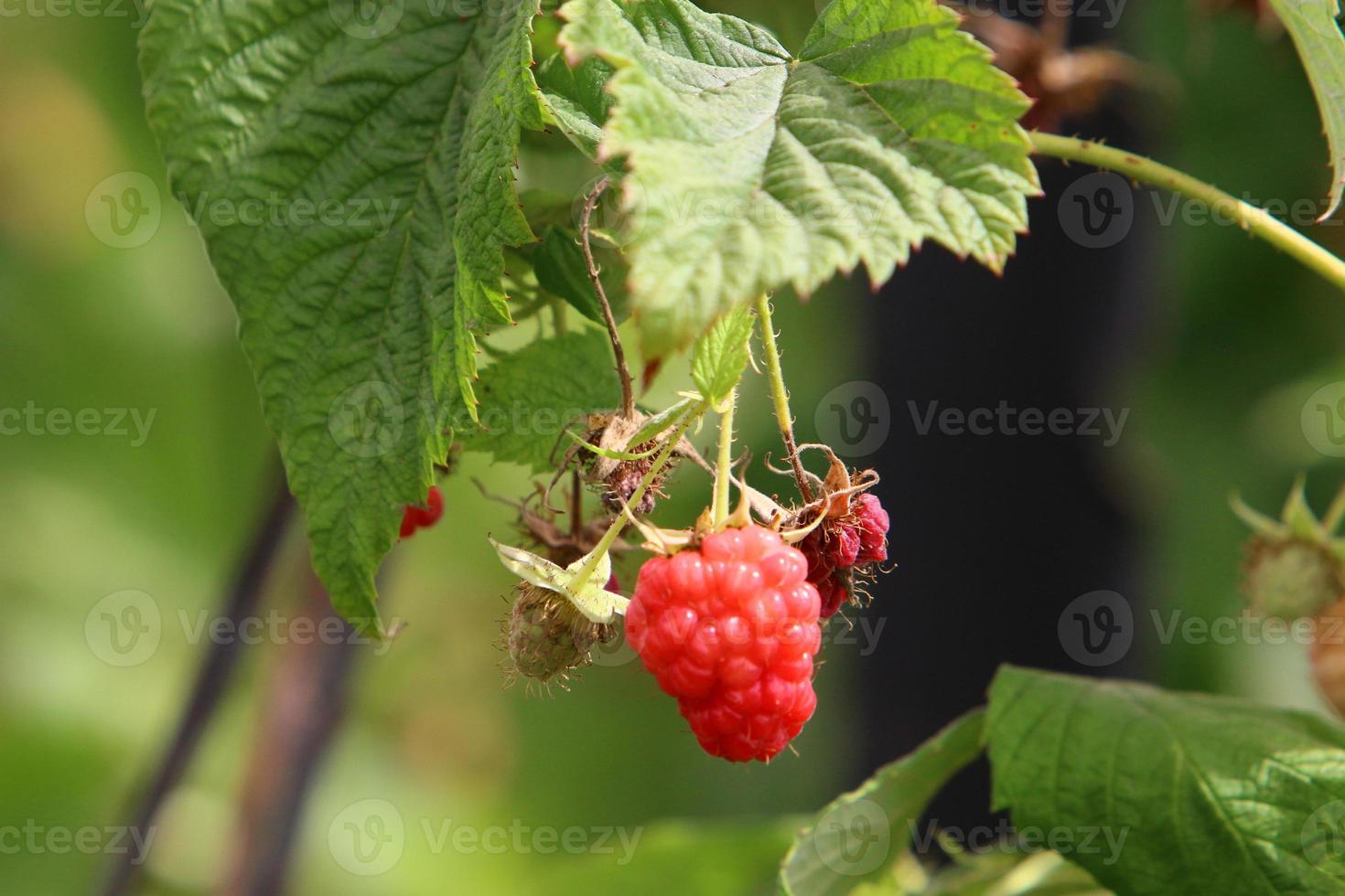 Raspberry bushes with ripe berries in the city park. photo