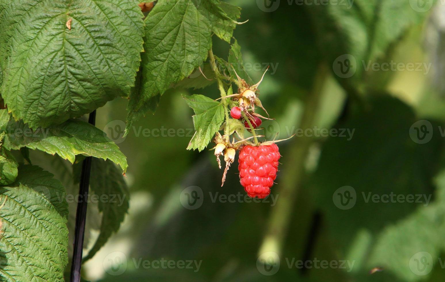 Raspberry bushes with ripe berries in the city park. photo