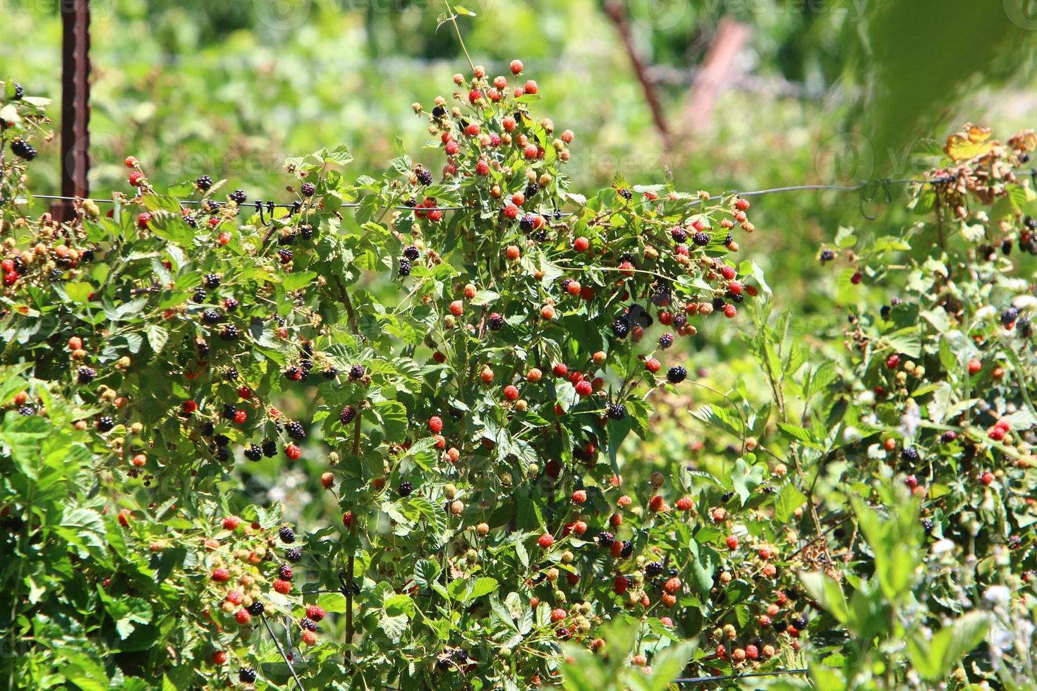 Raspberry bushes with ripe berries in the city park. photo