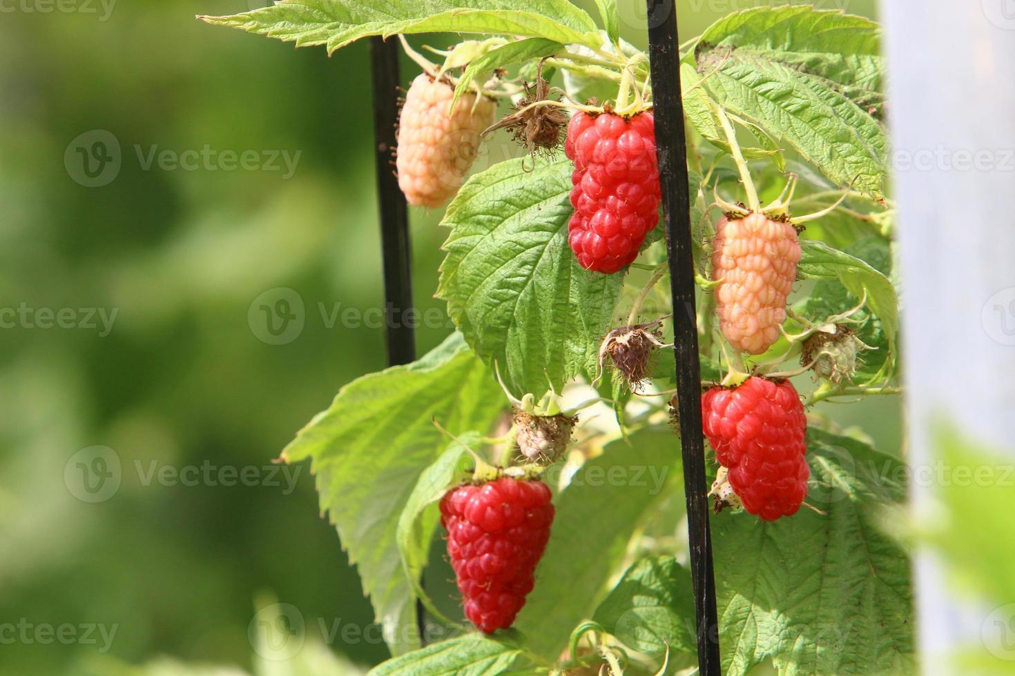 Raspberry bushes with ripe berries in the city park. photo