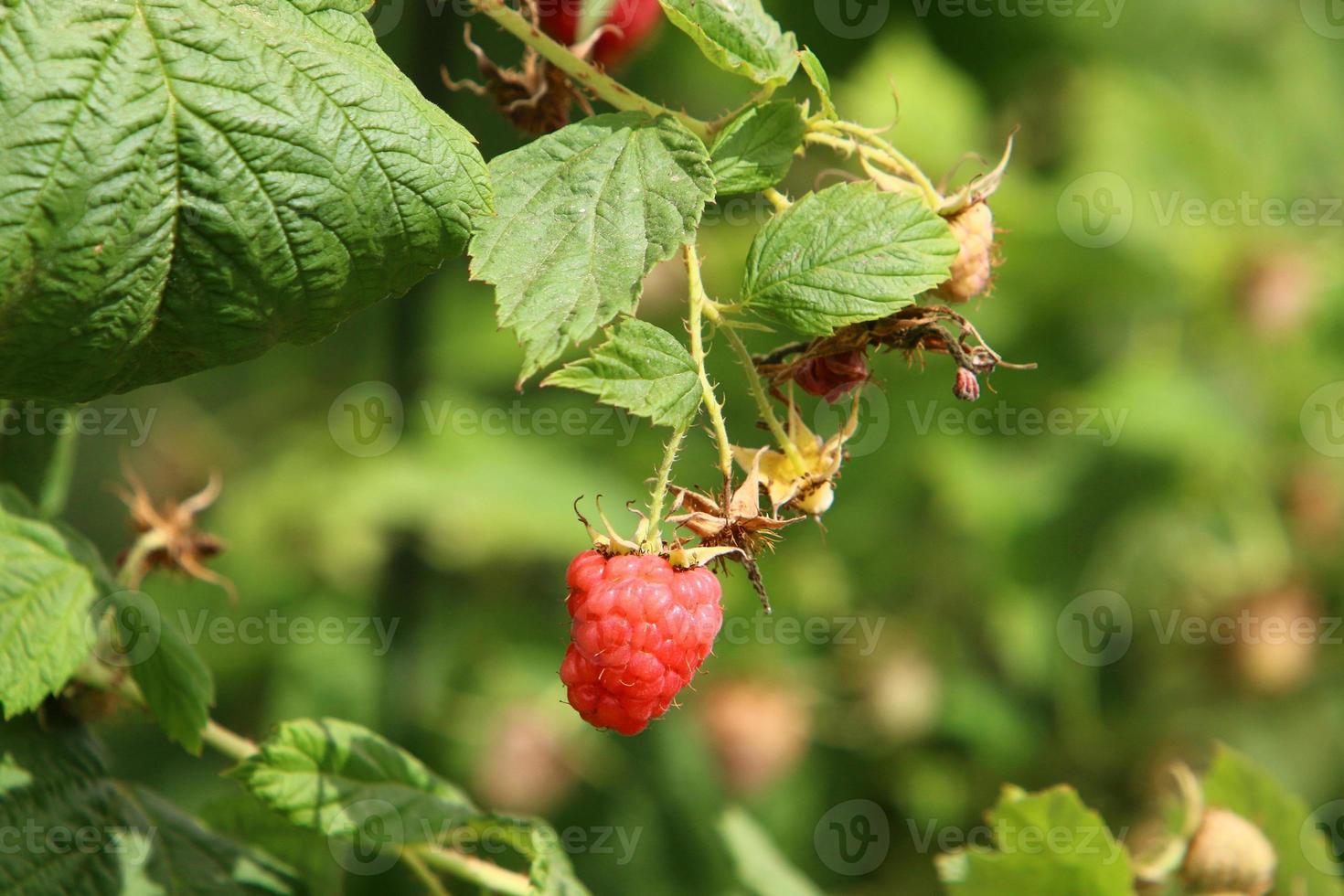 Raspberry bushes with ripe berries in the city park. photo
