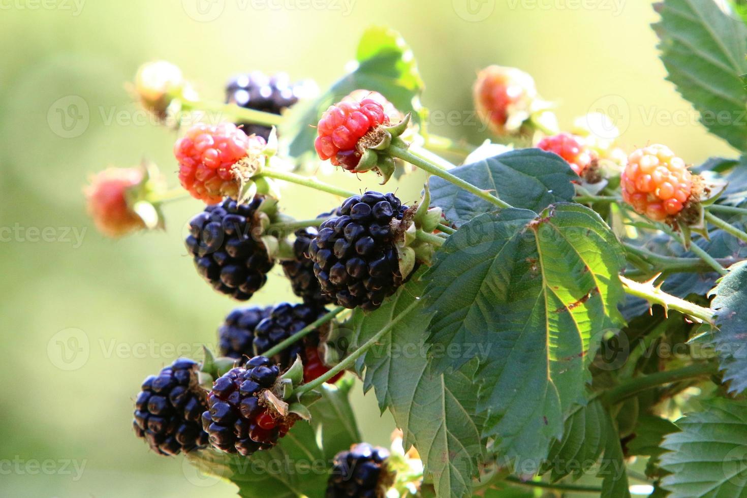 Raspberry bushes with ripe berries in the city park. photo