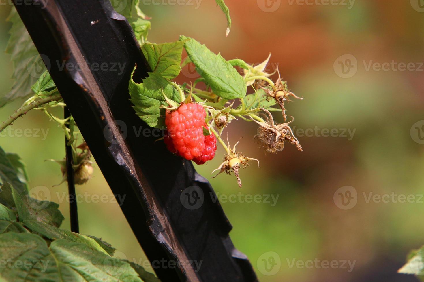 Raspberry bushes with ripe berries in the city park. photo